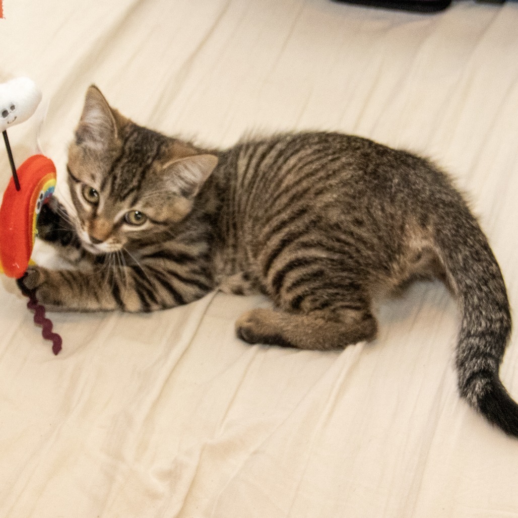 Ophelia, an adoptable Domestic Short Hair in Wichita, KS, 67208 | Photo Image 3
