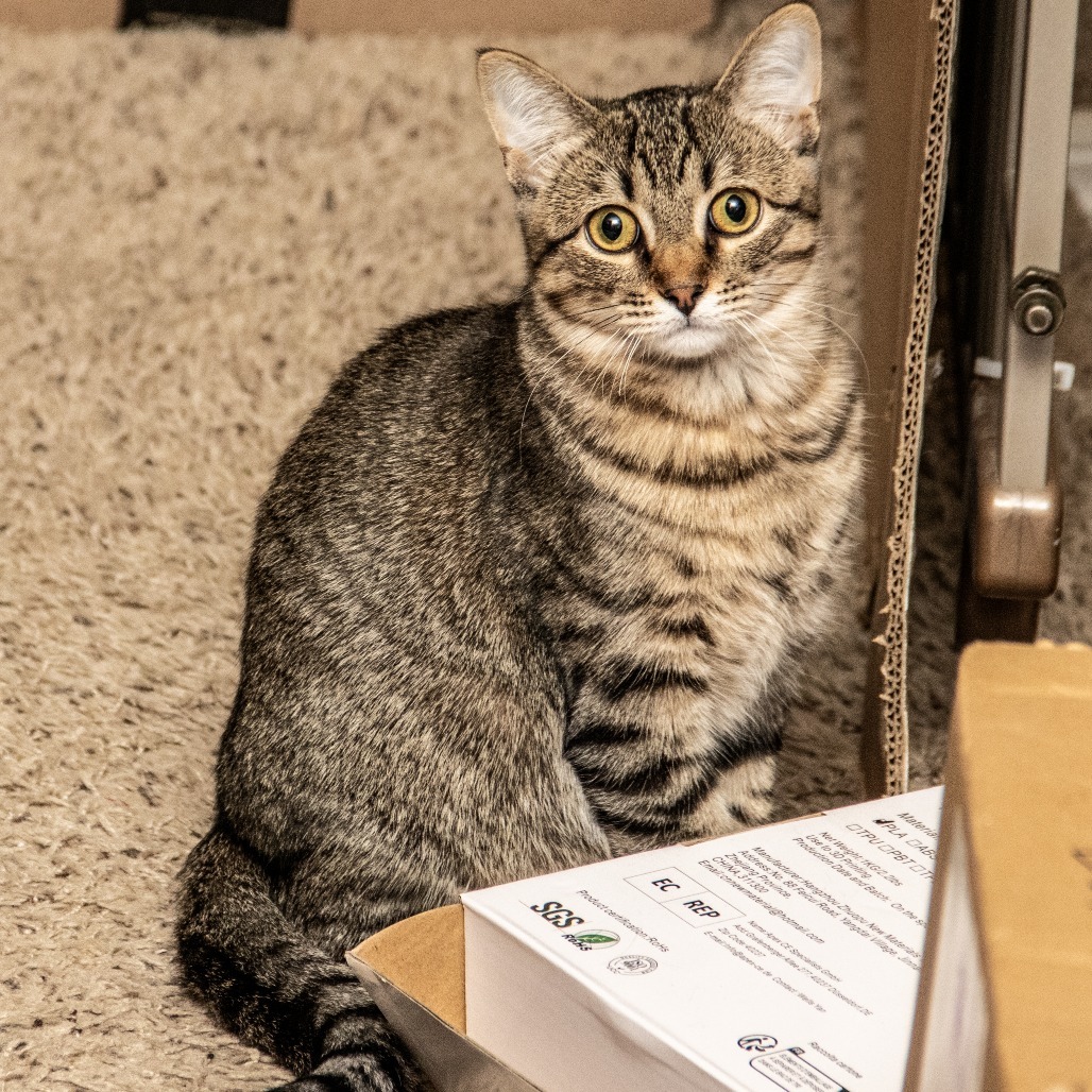 Ophelia, an adoptable Domestic Short Hair in Wichita, KS, 67208 | Photo Image 3