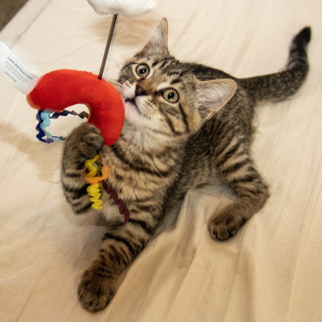 Ophelia, an adoptable Domestic Short Hair in Wichita, KS, 67208 | Photo Image 4