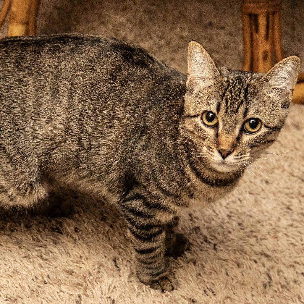 Ophelia, an adoptable Domestic Short Hair in Wichita, KS, 67208 | Photo Image 4