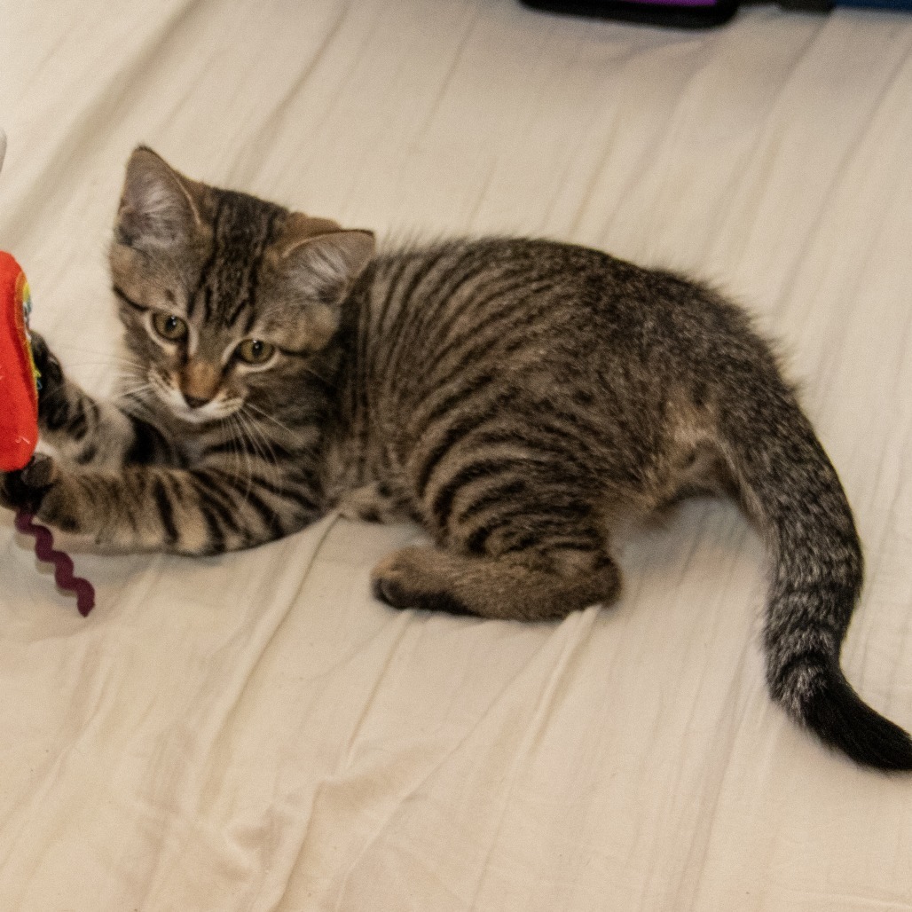 Ophelia, an adoptable Domestic Short Hair in Wichita, KS, 67208 | Photo Image 5