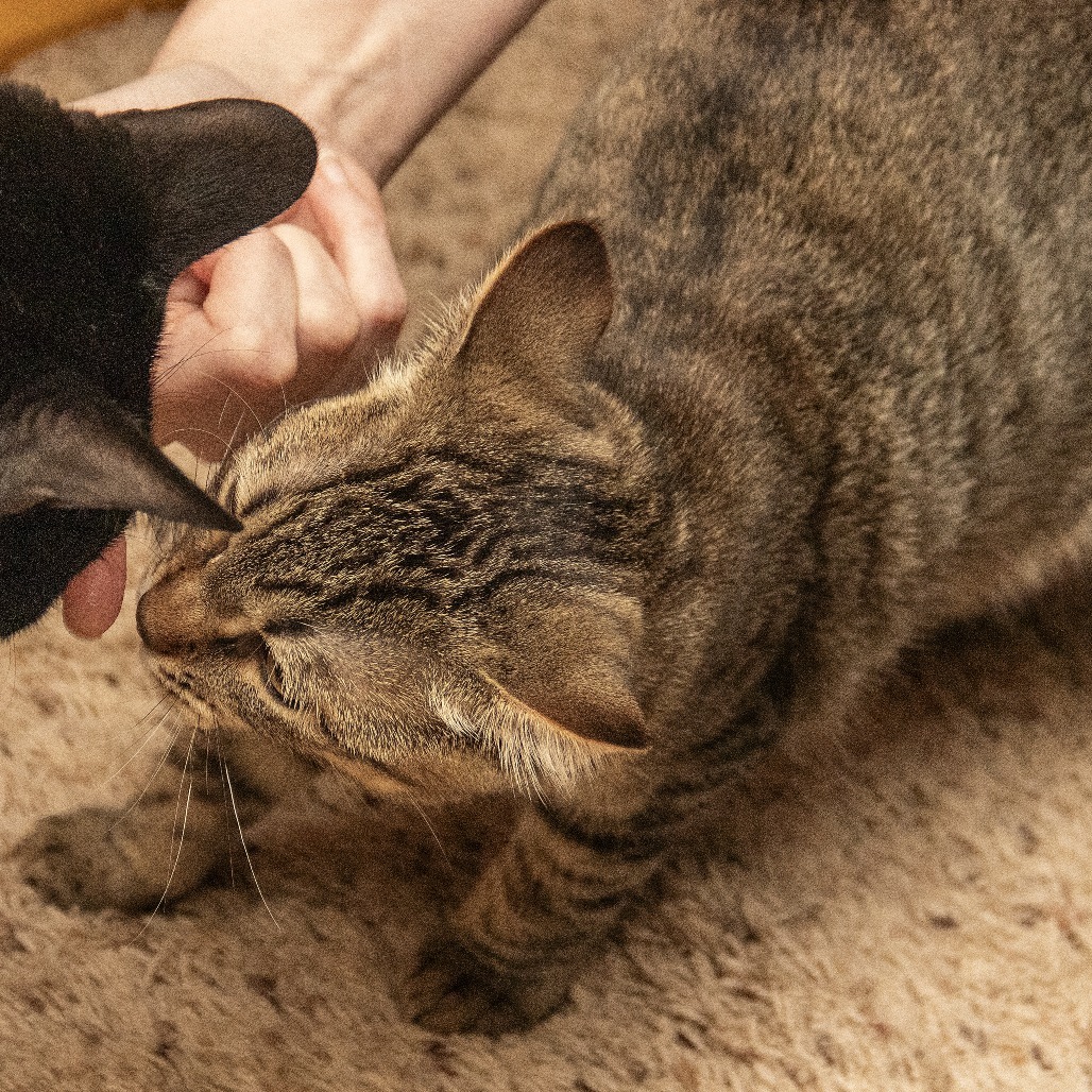 Ophelia, an adoptable Domestic Short Hair in Wichita, KS, 67208 | Photo Image 5