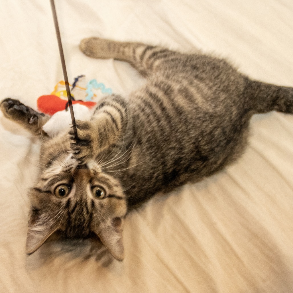 Ophelia, an adoptable Domestic Short Hair in Wichita, KS, 67208 | Photo Image 6