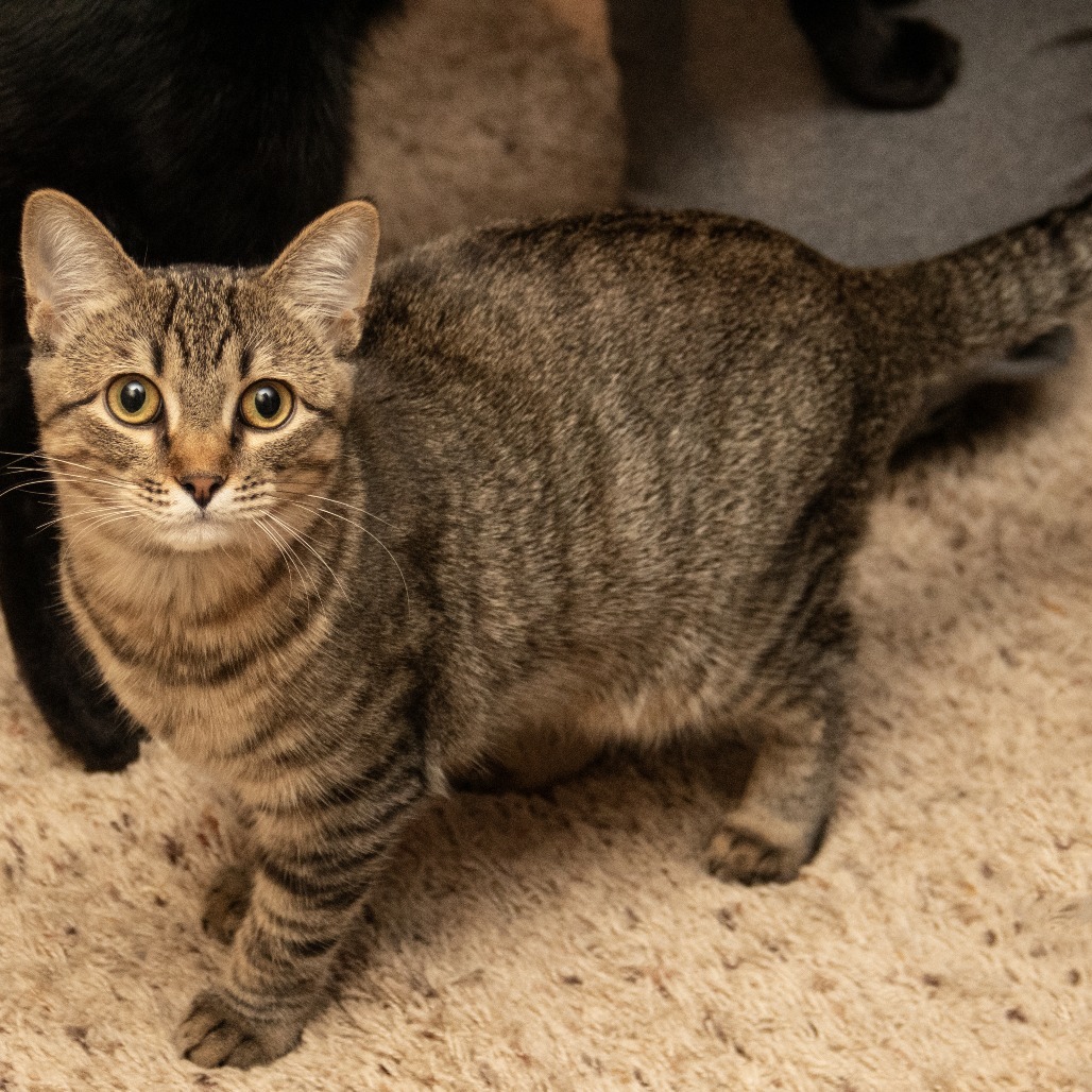 Ophelia, an adoptable Domestic Short Hair in Wichita, KS, 67208 | Photo Image 6