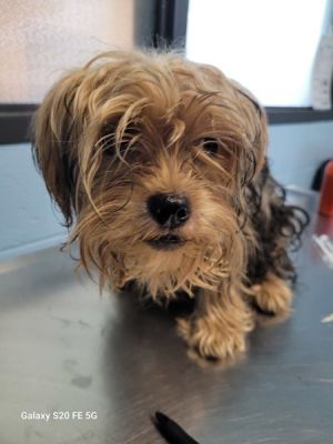 Primary Color Brown Secondary Color Grey Weight 99lbs Age 0yrs 10mths 0wks