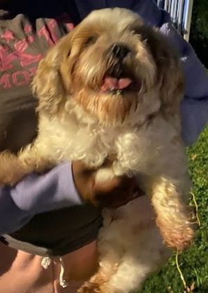 Primary Color White Secondary Color Brown Weight 20lbs Age 6yrs 8mths 4wks Animal has been Neute
