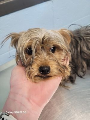 Primary Color Brown Secondary Color Grey Weight 71lbs Age 0yrs 10mths 0wks
