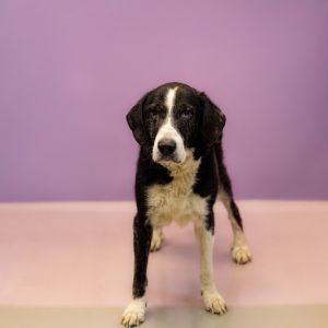 Primary Color Black Secondary Color White Weight 62lbs Age 13yrs 0mths 4wks