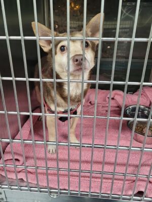 Primary Color Brown Secondary Color Tan Weight 26lbs Age 6yrs 0mths 0wks