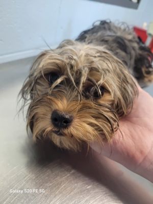 Primary Color Brown Secondary Color Grey Weight 68lbs Age 0yrs 10mths 0wks
