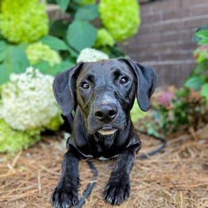 Arnie, Young Male Labrador Retriever