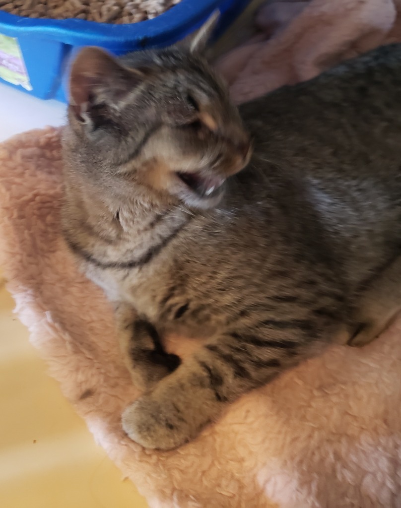 Daphne