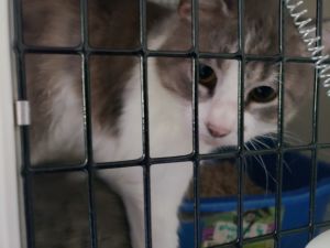 Muma, Adult Female Domestic Short Hair