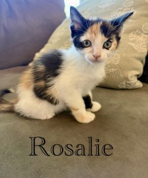 Rosalie (pre adopt), Baby Female Domestic Short Hair