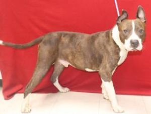 Butler, Adult Male Staffordshire Bull Terrier