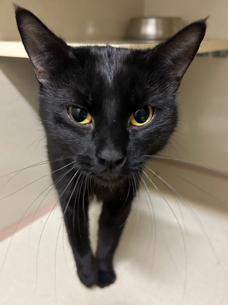 Luna Beth, an adoptable Domestic Short Hair in Winnipeg, MB, R3H 0M1 | Photo Image 1