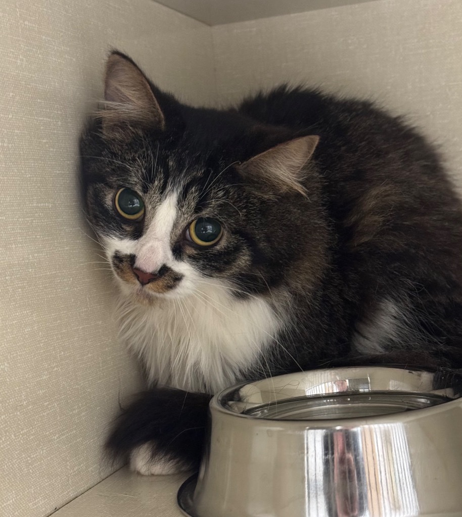 Monster, an adoptable Domestic Long Hair in Winnipeg, MB, R3H 0M1 | Photo Image 1