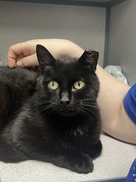 Elvira