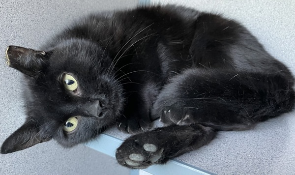 Elvira