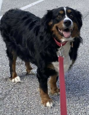 Eclair, Adult Female unknown