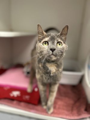 Sandy, Young Female Domestic Short Hair