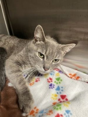 Saturn, Young Female Domestic Short Hair