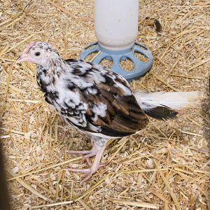 Dixie Chick, Adult Unknown unknown