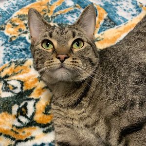 Thomas, Adult Male Domestic Short Hair