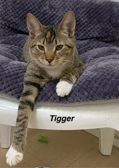Tigger