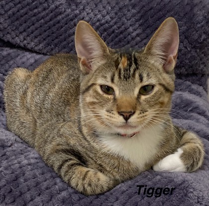 Tigger