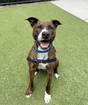 What my friends at Seattle humane say about me - I love to go for my walks and sniff all