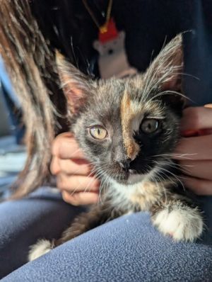 Backyardigans Domestic Short Hair Cat