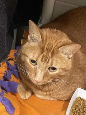 Sunny Domestic Short Hair Cat