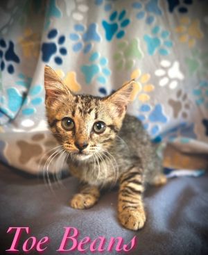 Toe Beans, Young Female Domestic Short Hair