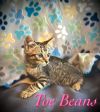 Toe Beans photo 2