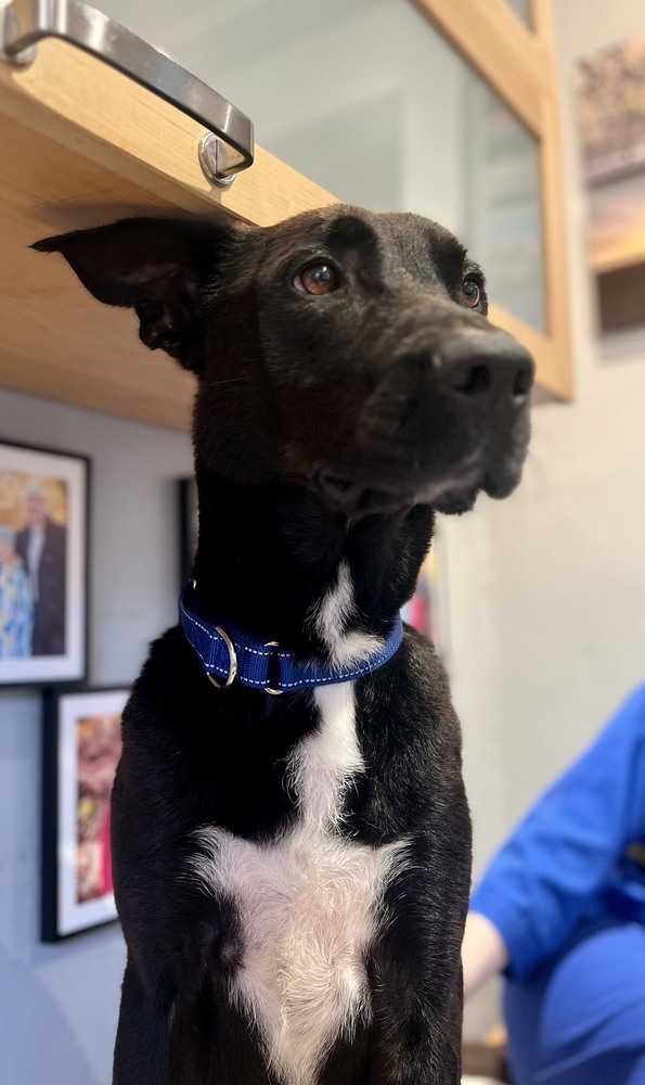 Lucky the Love