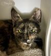 Twyla photo 6