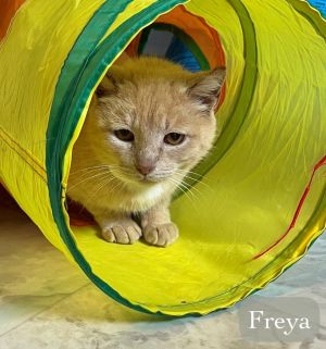 Freya, Adult Female unknown