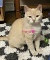 Freya photo 3