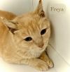Freya photo 6