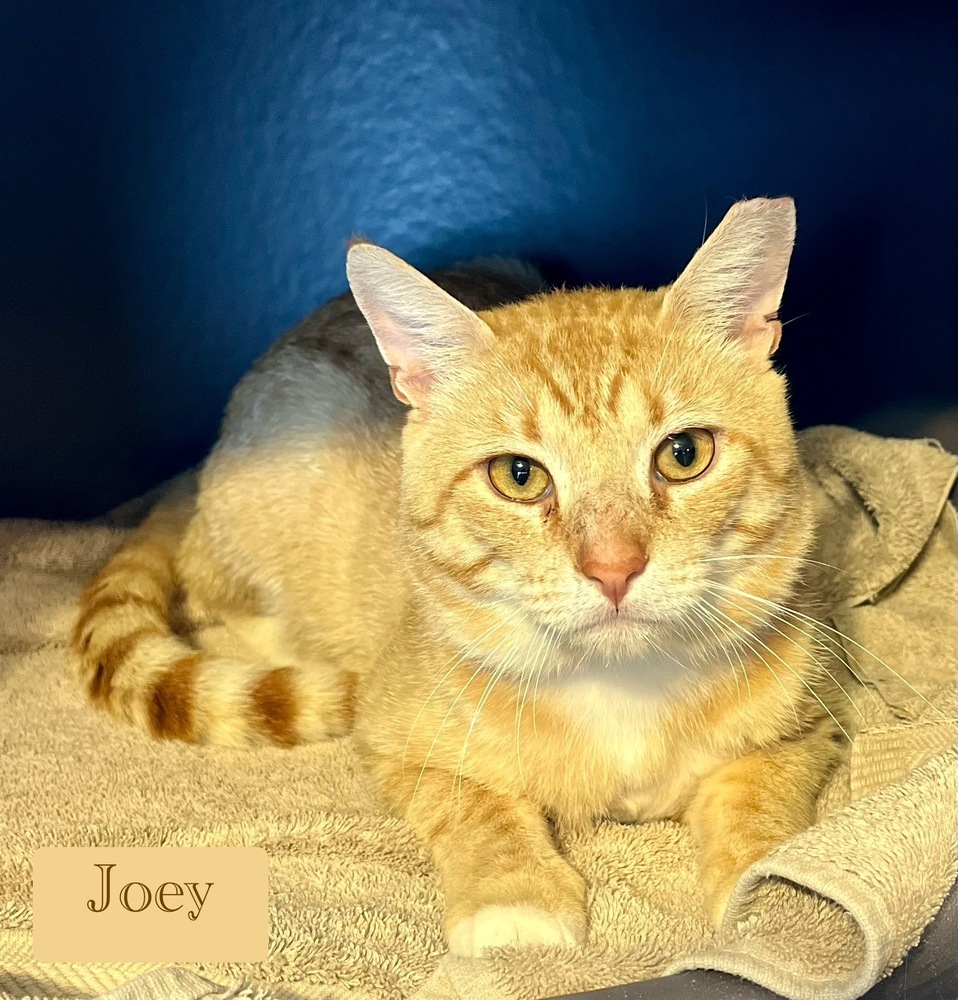 Joey