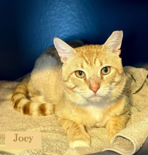 Joey, Young Male Domestic Short Hair
