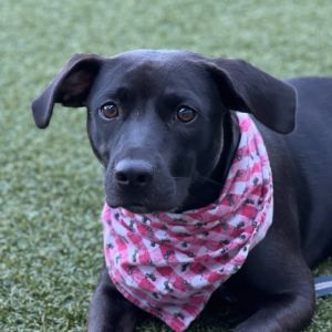 Maserati, Young Female Labrador Retriever