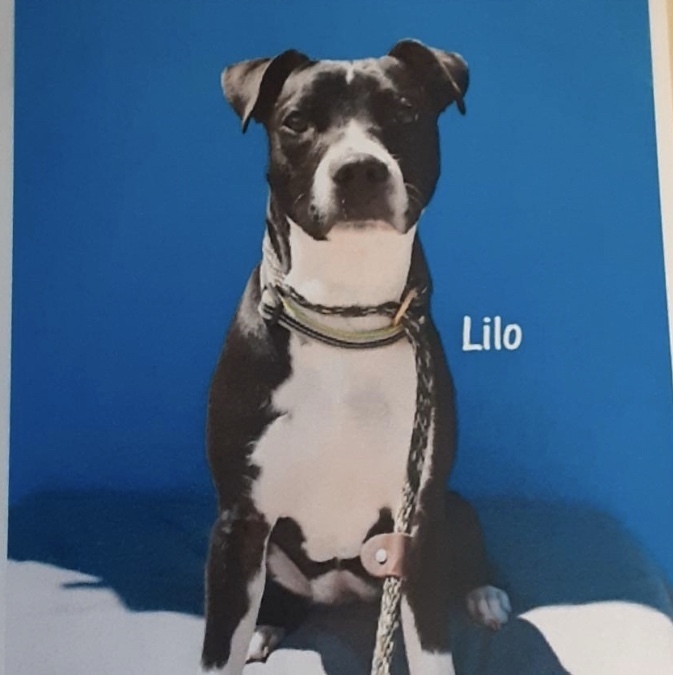 Lilo