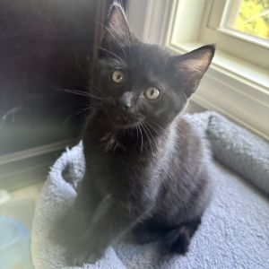 Maggie Mae Domestic Short Hair Cat