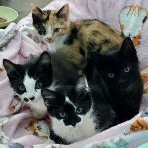 Please visit our website wwwferalfelinefriendsorg to learn more about this feline and to see other