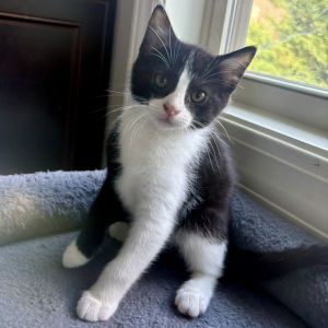Isabella Domestic Short Hair Cat