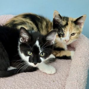 Please visit our website wwwferalfelinefriendsorg to learn more about this feline and to see other