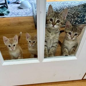 Nano Tabby Cat
