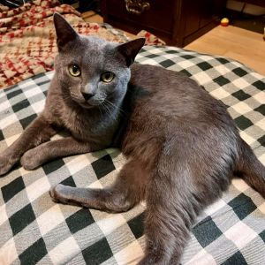 Please visit our website wwwferalfelinefriendsorg to learn more about this feline and to see other